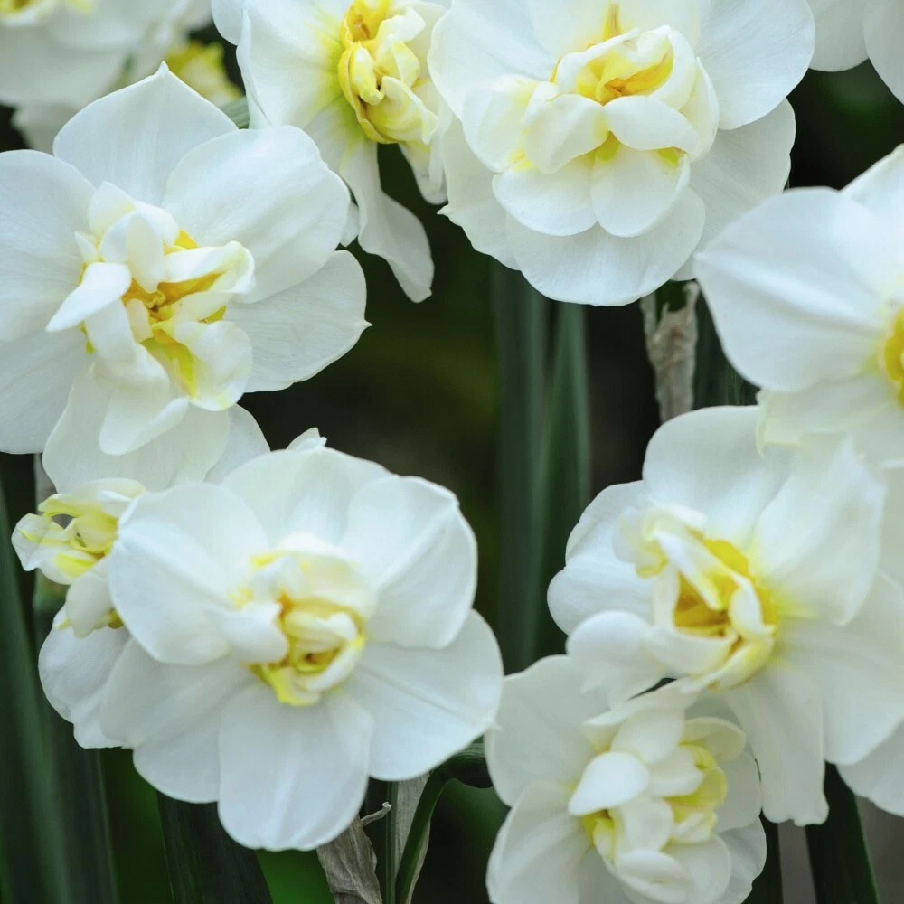 Thompson and Morgan Daffodil Cheerfulness White Planting Bulb 8 Pack Image 1