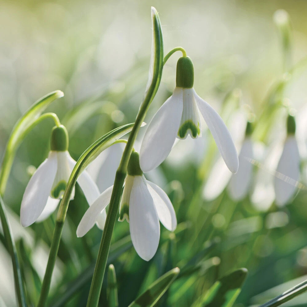 Thompson and Morgan Galanthus Elwesii Snowdrop Giant Autumn Planting Bulb 8 Pack Image 1