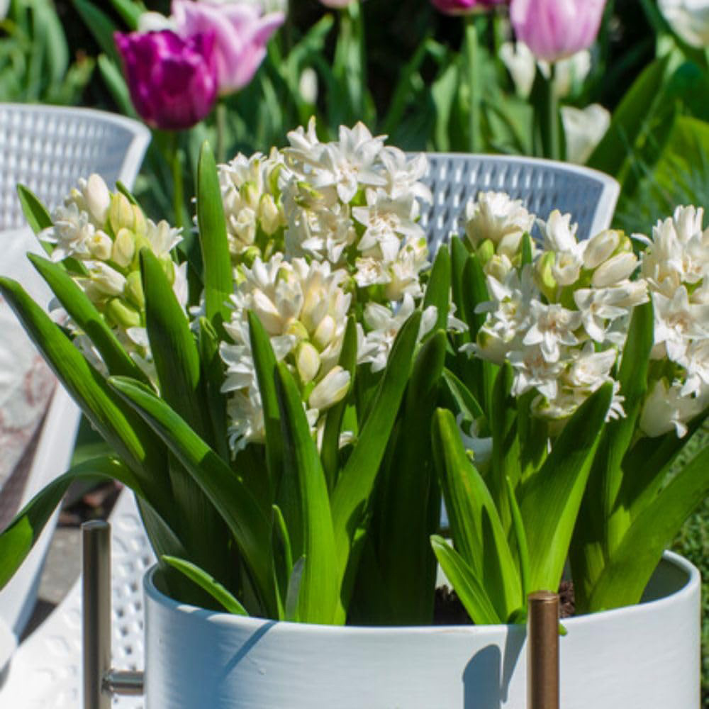 Thompson and Morgan Hyacinth Snow Crystal Bulbs 5 Pack Image 2