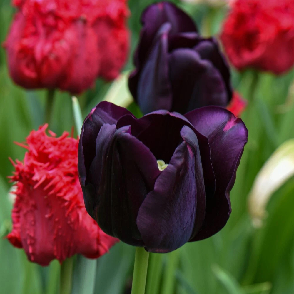 Thompson and Morgan Tulip Berry Sorbet Mixed Planting Bulb 32 Pack Image 2
