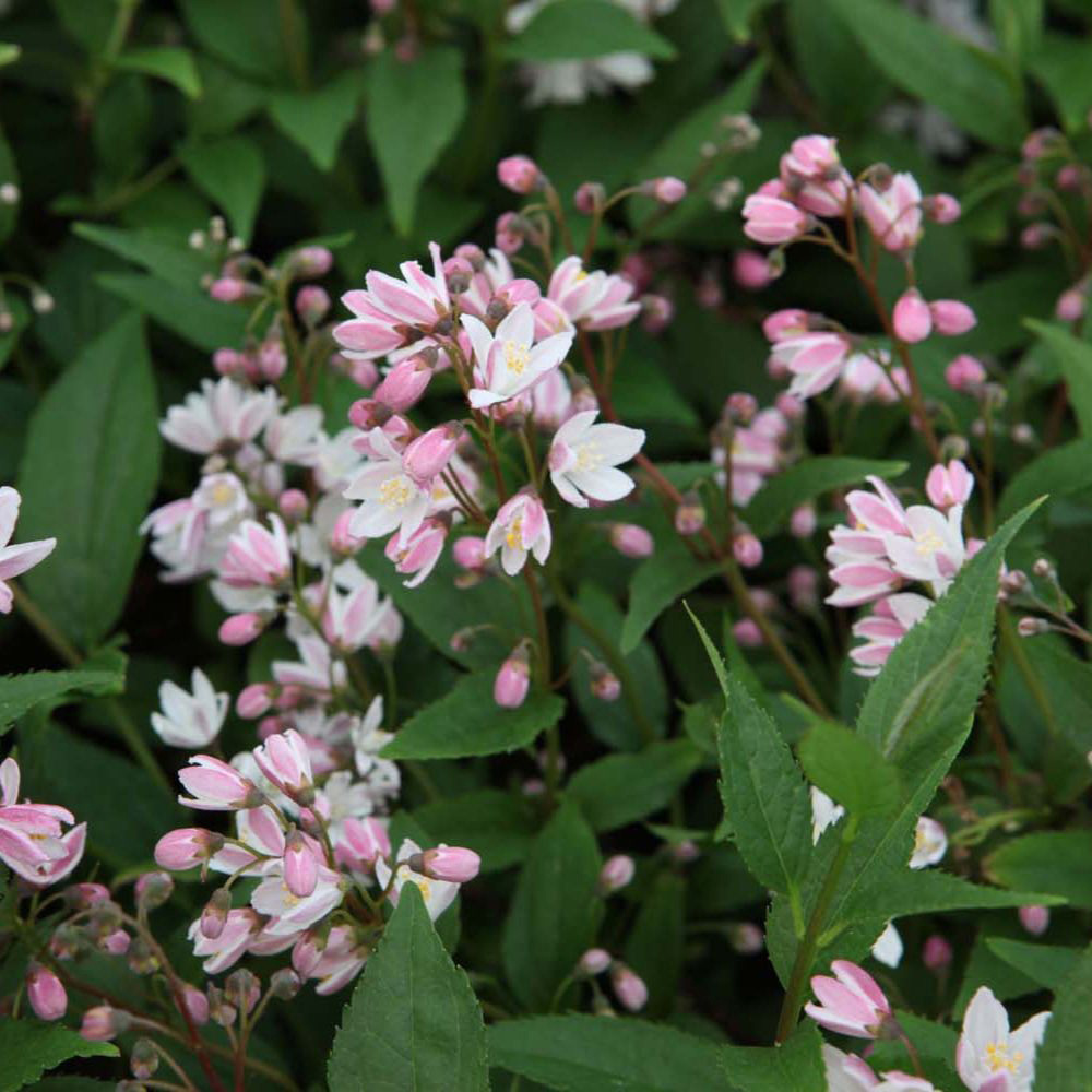 Thompson and Morgan Deutzia Yuki Cherry Blossom Plant Pot 3L Image 3