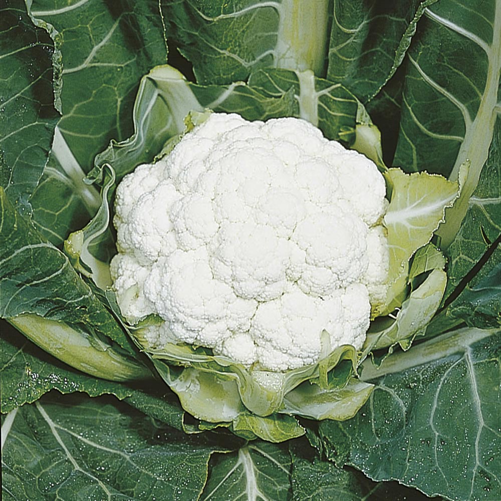 Wilko Cauliflower All Year Round Seeds Image 1