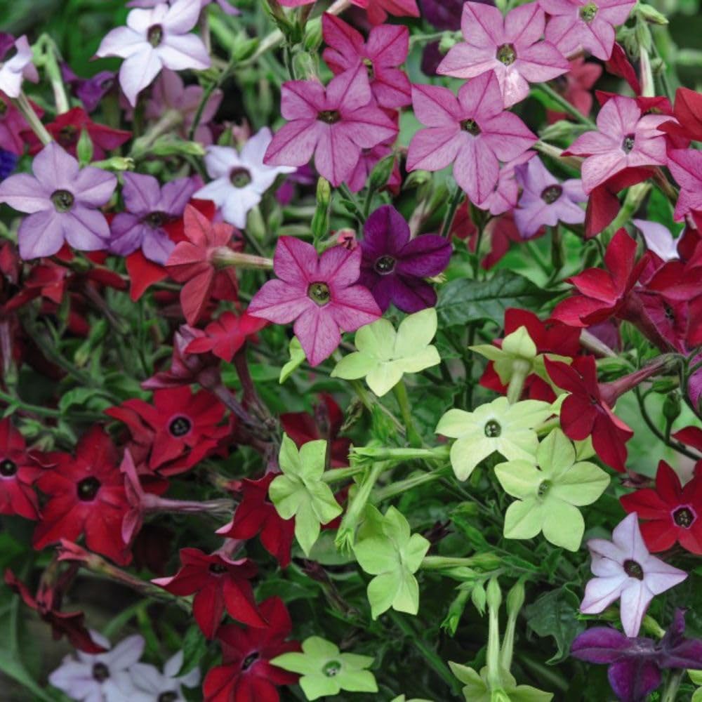 Thompson and Morgan Bumper Collection Garden Ready Plant 180 Image 2