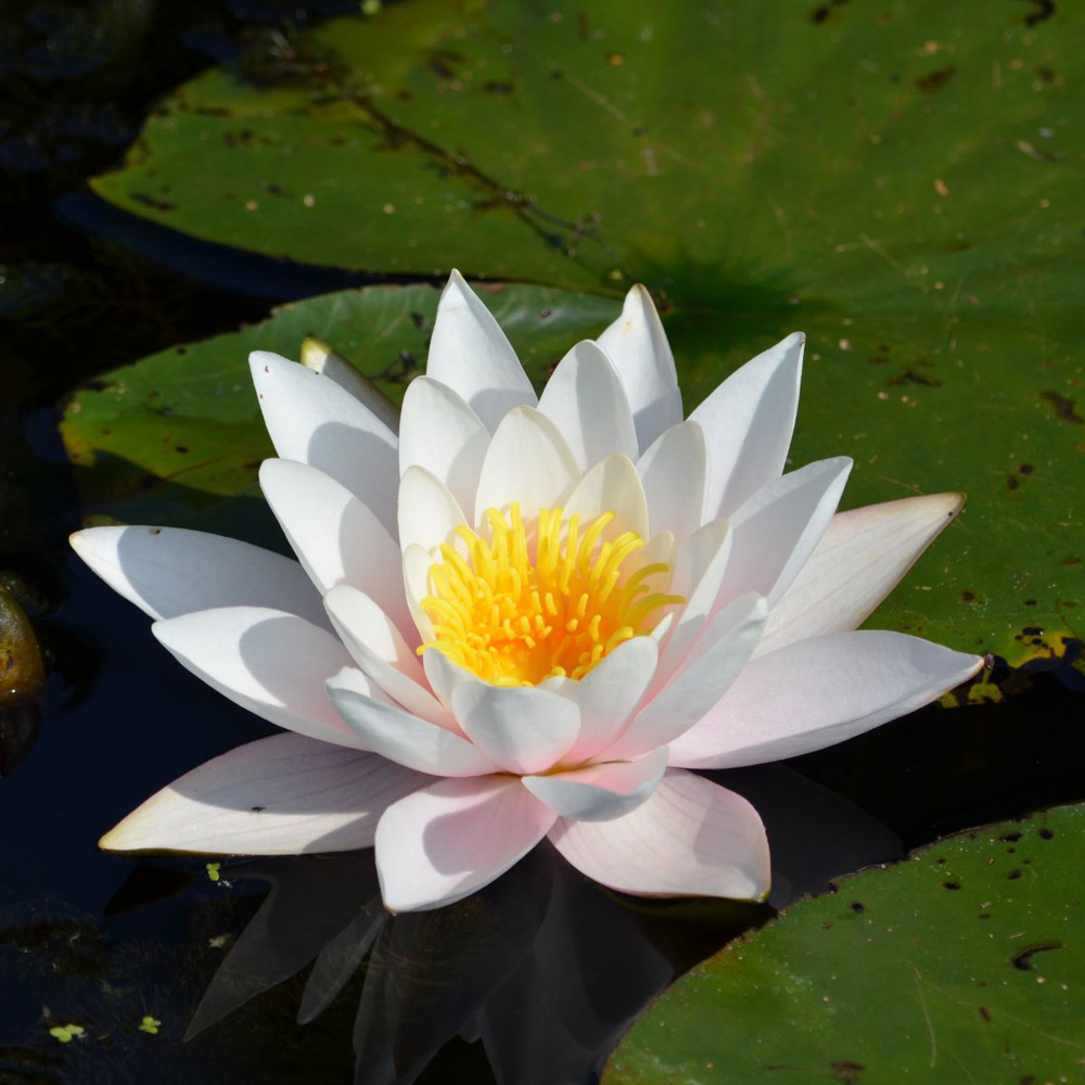Thompson & Morgan Water Lily Trio Pond Basket Planting Kit Image 2