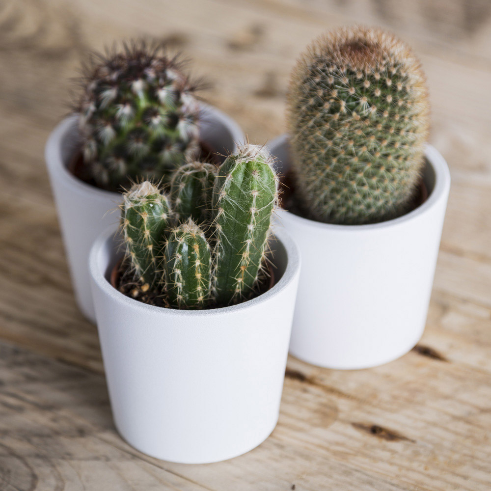 YouGarden Indoor Cactus Collection  - wilko