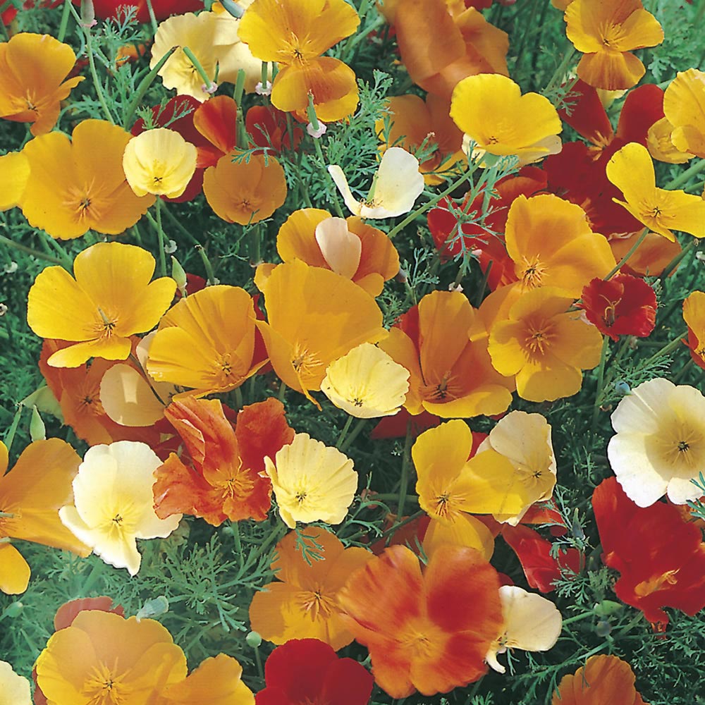 Wilko Californian Poppy Single Mixed Seeds Image 1