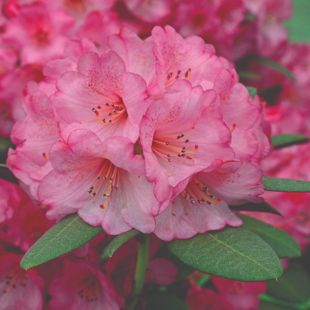 Thompson and Morgan Rhododendron Wine and Roses Plant Pot 15cm Image 1