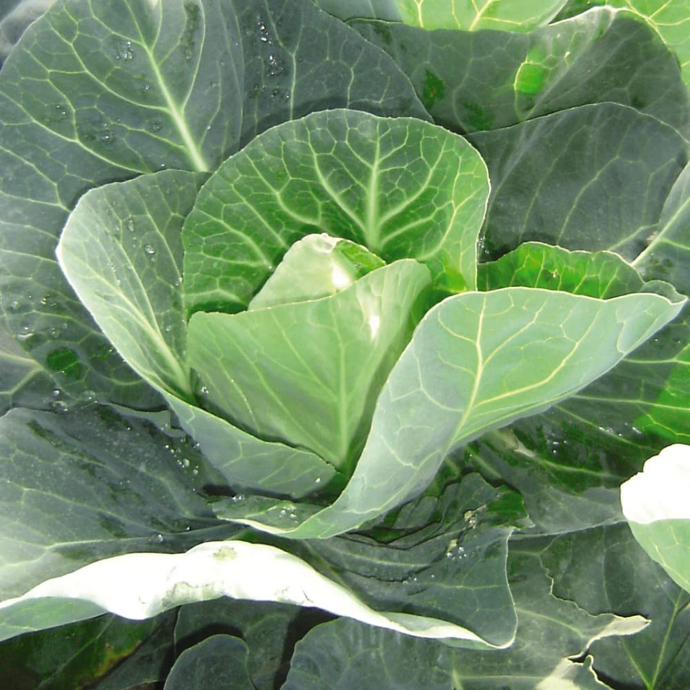 Thompson & Morgan Cabbage Winter Jewel Seeds Image 1