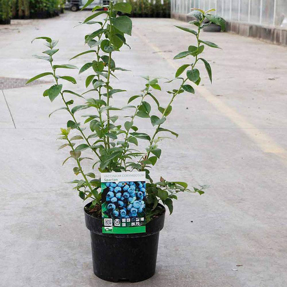 Thompson & Morgan Blueberry Vaccinium Spartan Potted Plant 3L Image 2