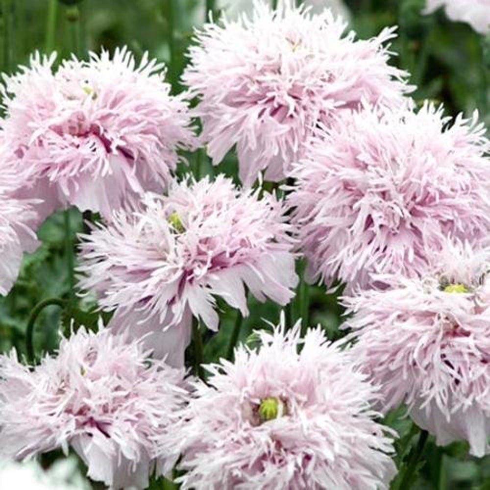 Thompson and Morgan Poppy Lilac Pompom Stem Image