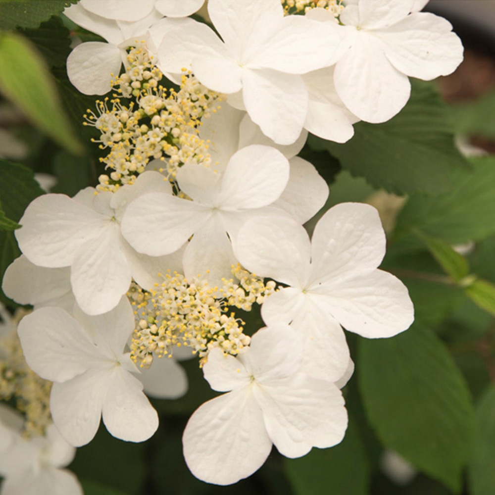 YouGarden Viburnum Plicatum Kilimanjaro Sunrise Plant Pot Image 3
