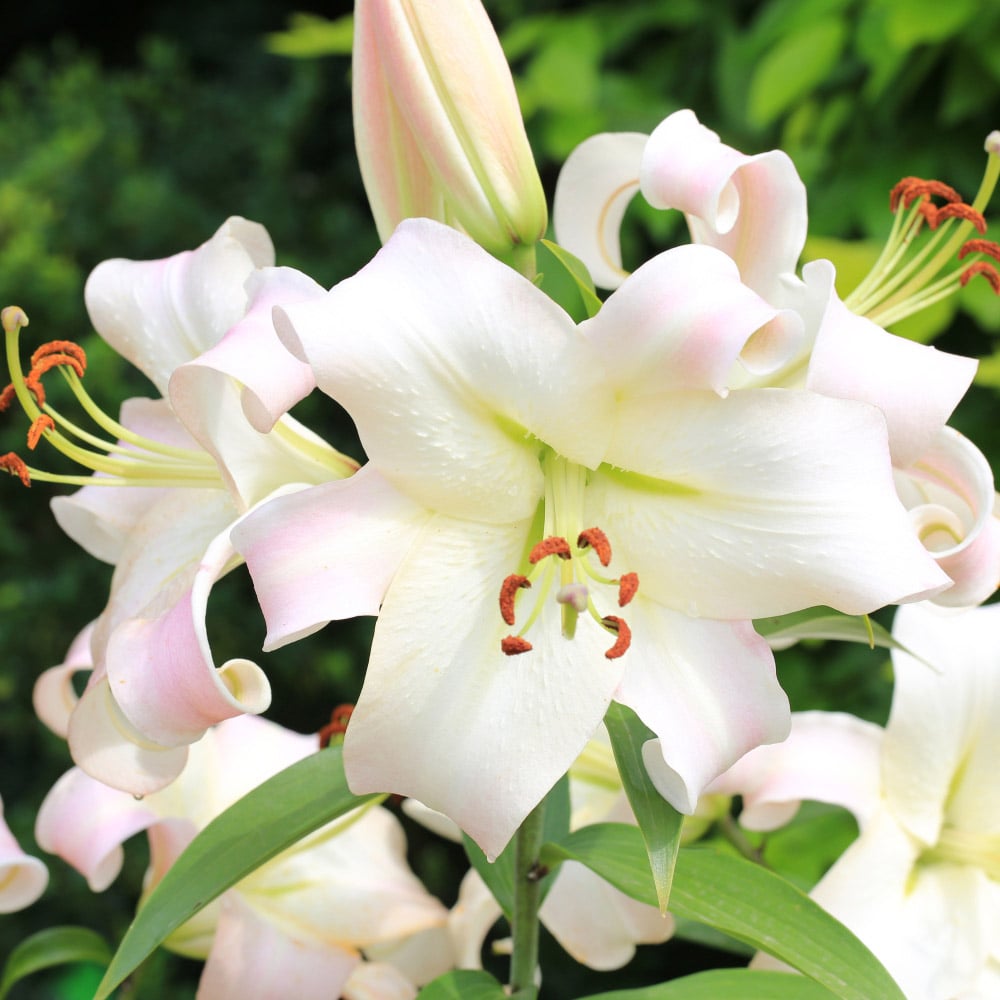 Thompson and Morgan Lily Pretty Woman Tree Bulbs 10 Pack Image 1