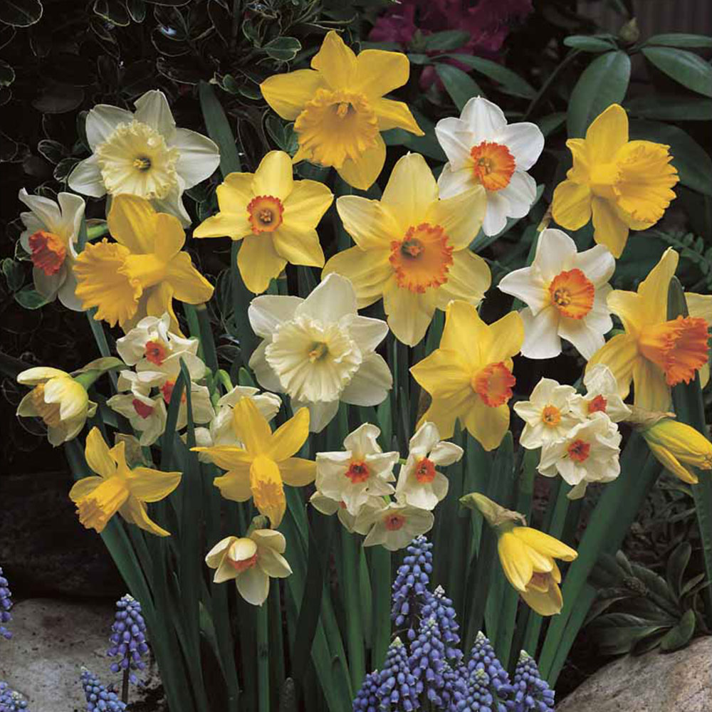 Wilko Daffodil Narcissi Mixed Bulbs 1.5kg Image 1