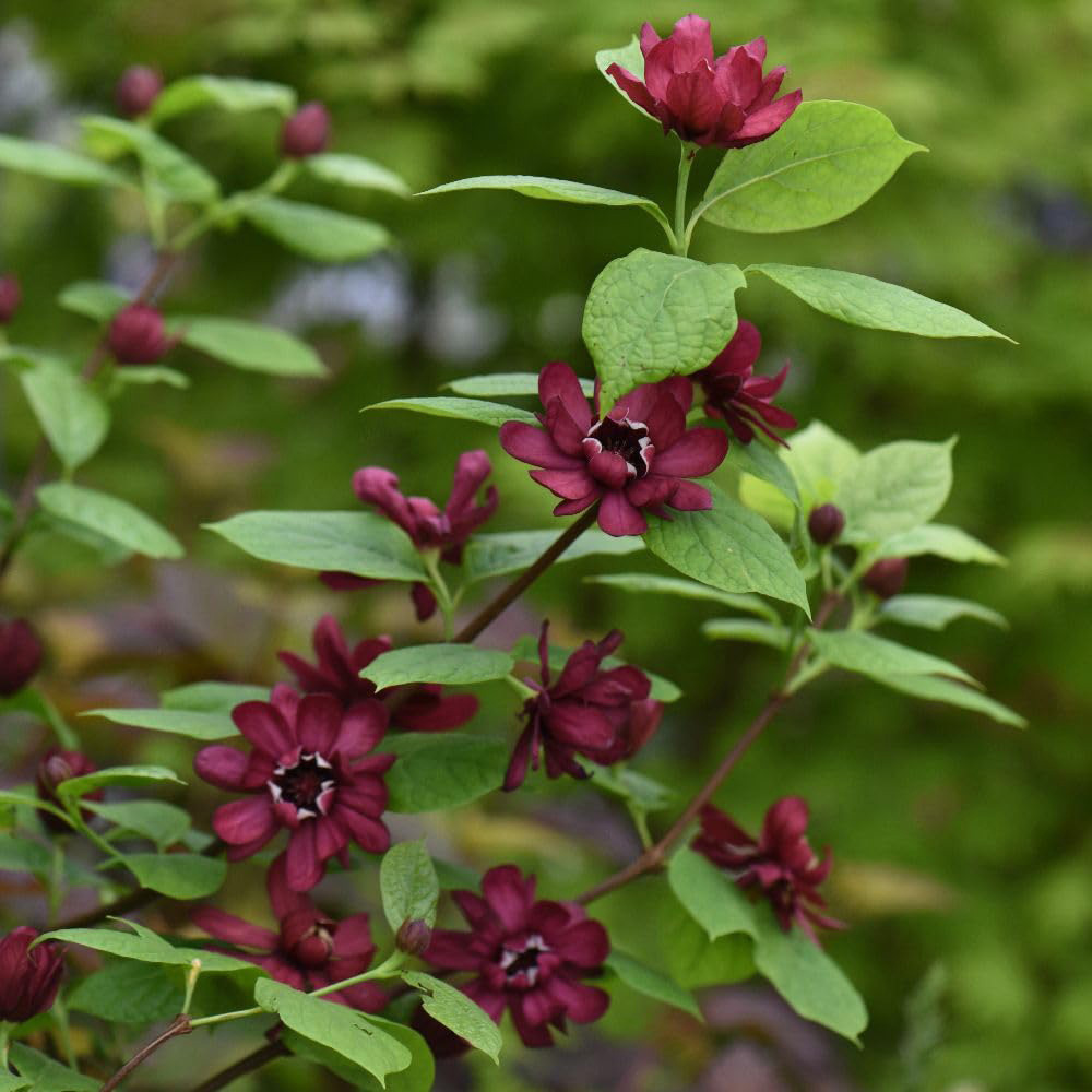 Thompson and Morgan Calycanthus Raulstonii Hartlage Wine Plant Pot 15cm Image 2