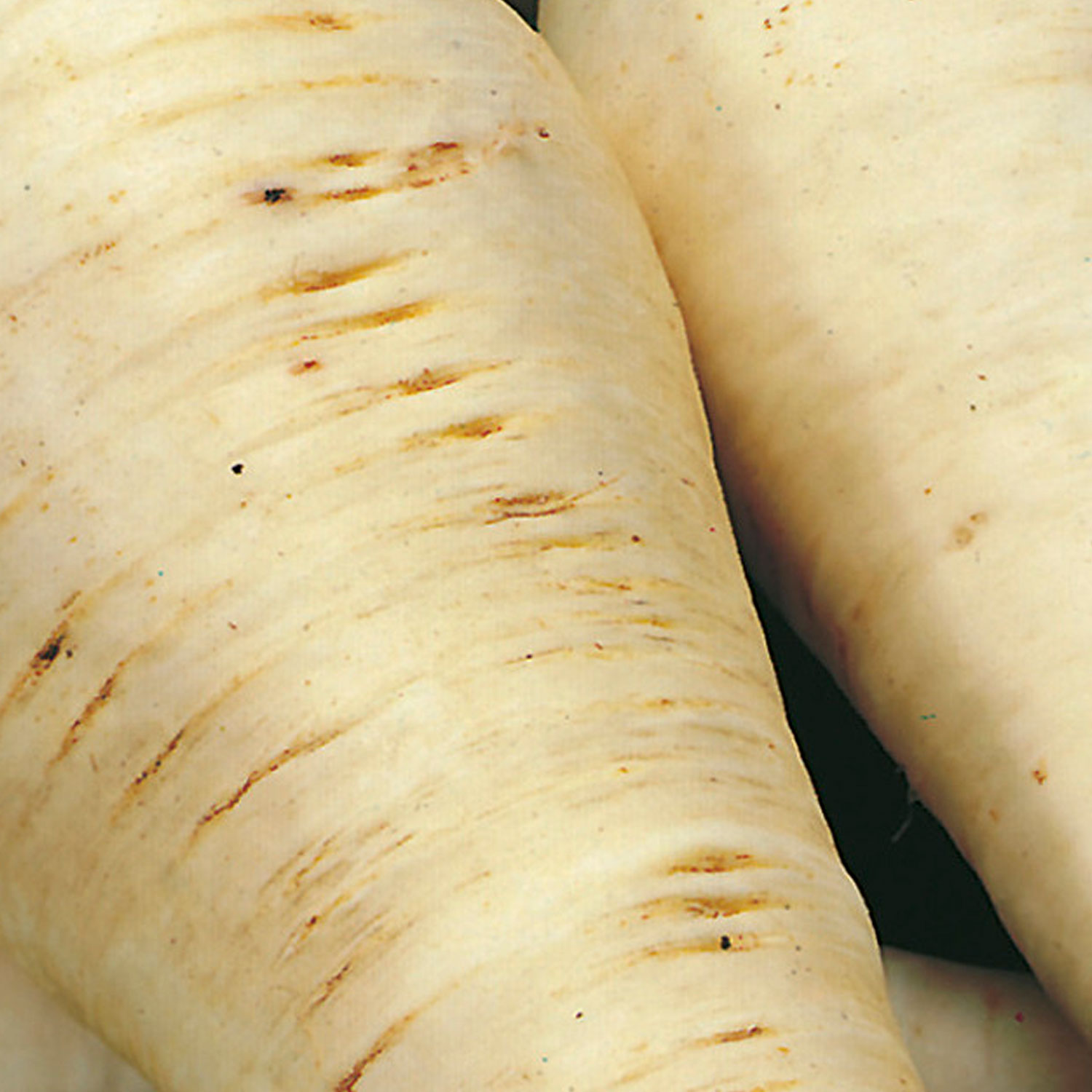 Johnsons Hollow Crown Parsnip Seeds Image 1