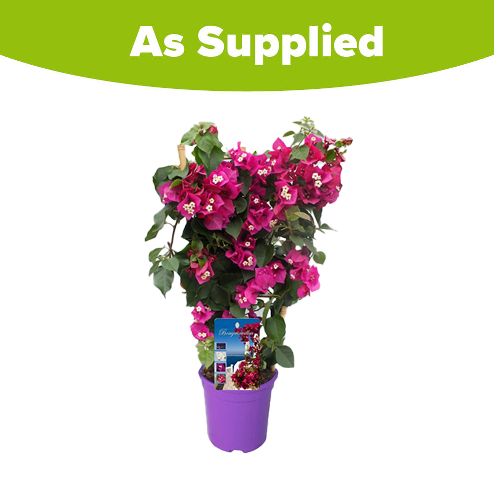 YouGarden Purple Bougainvillea Trellis Plant Pot 17cm Image 3