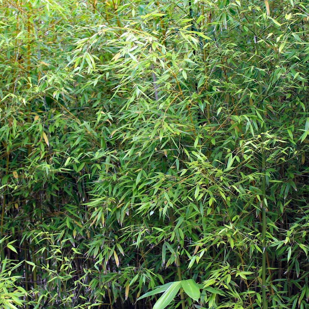 wilko Green Bamboo Plant 2L Pot Image 2