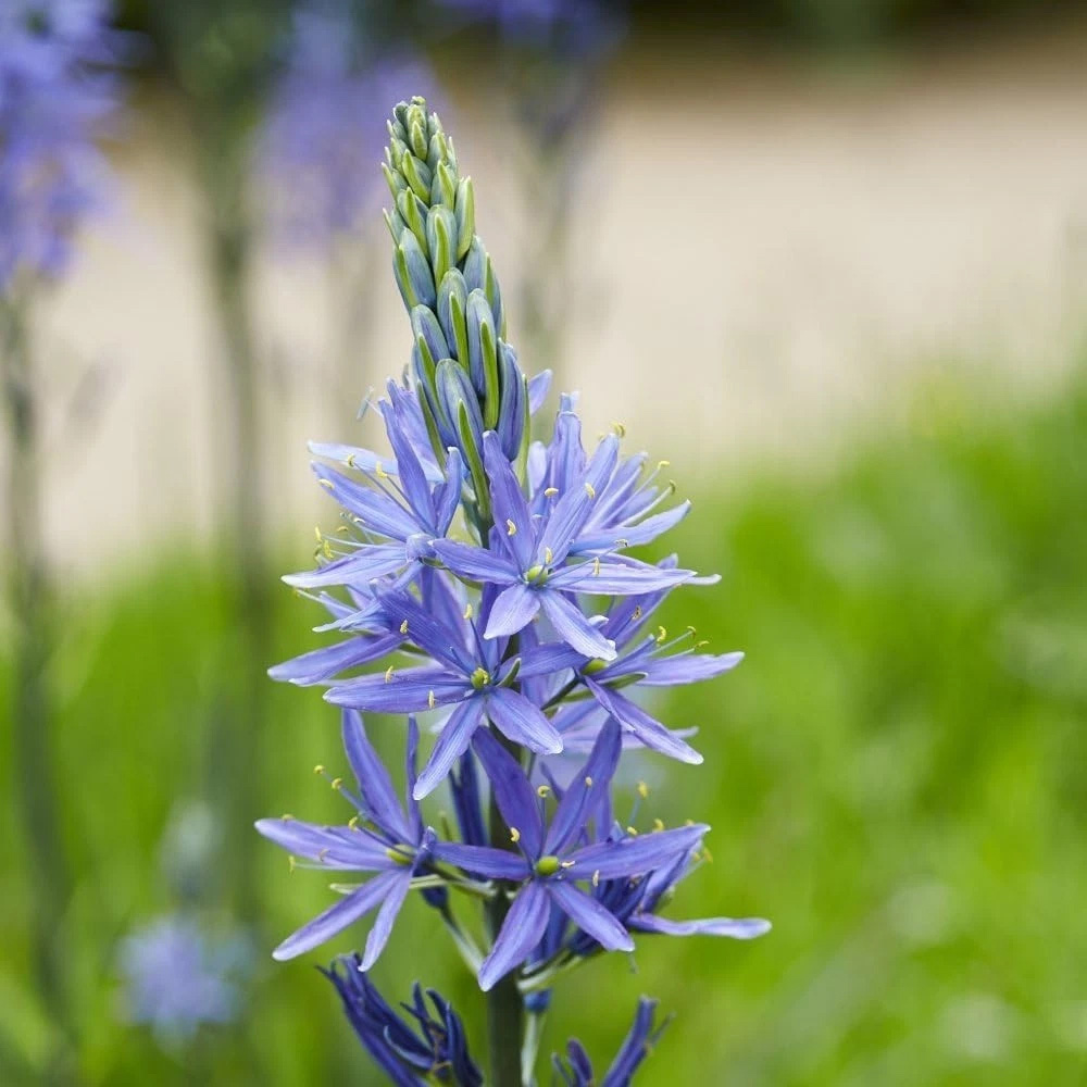 Thompson and Morgan Camassia Leichtlinii Caerulea Planting Bulb 6 Pack Image 5