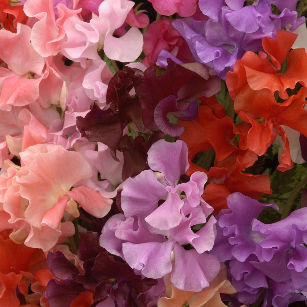 Thompson and Morgan Sweet Pea Lathyrus Sweet Dreams Deep Rooted Mixed Plant Plug 12 Pack Image 3