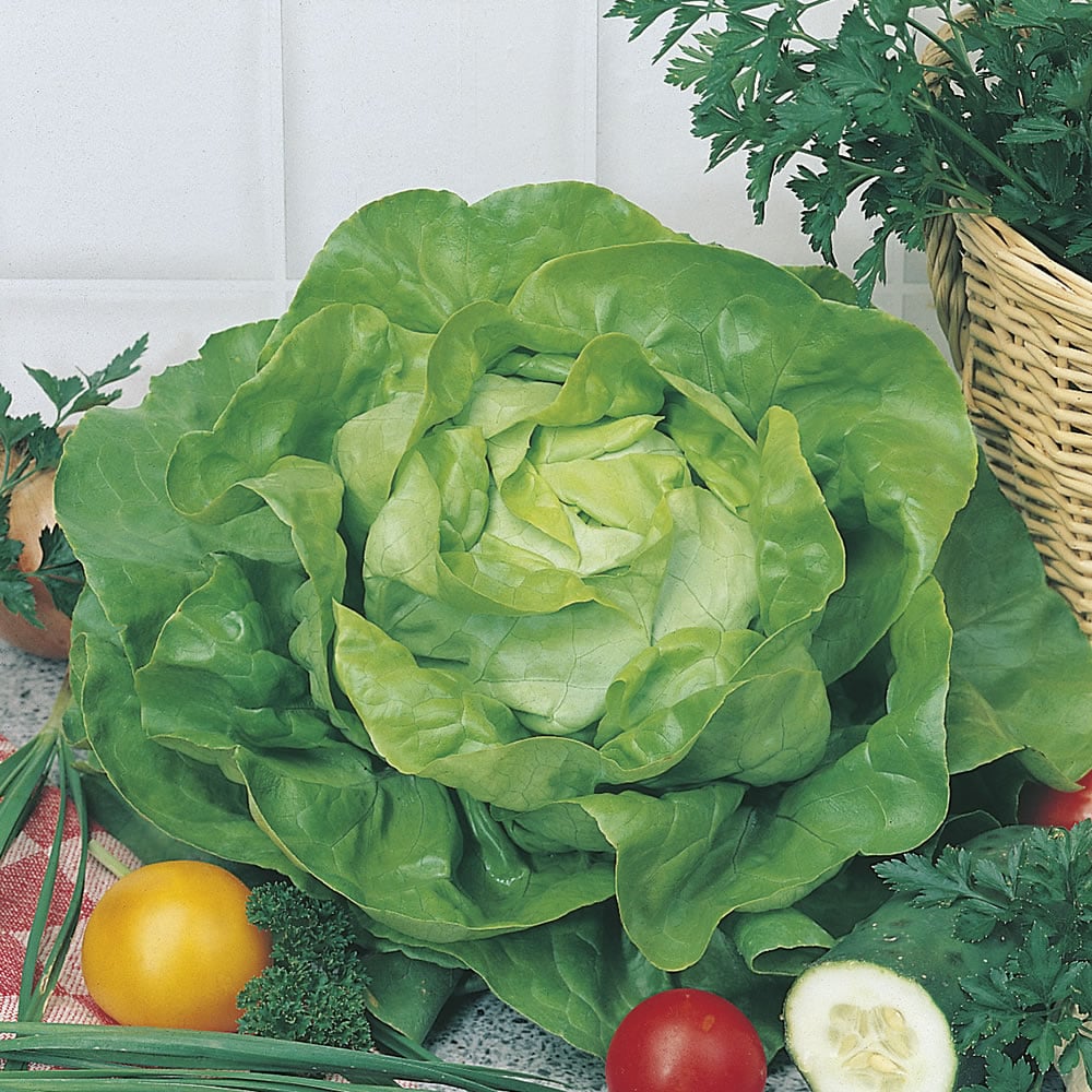 Johnsons Lettuce All the Year Round Seeds Image 1