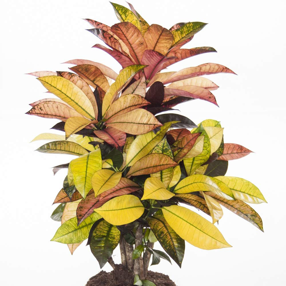 Thompson and Morgan Codiaeum Variegatum Pictum Mrs Iceton Potted Plant 21cm Image 3