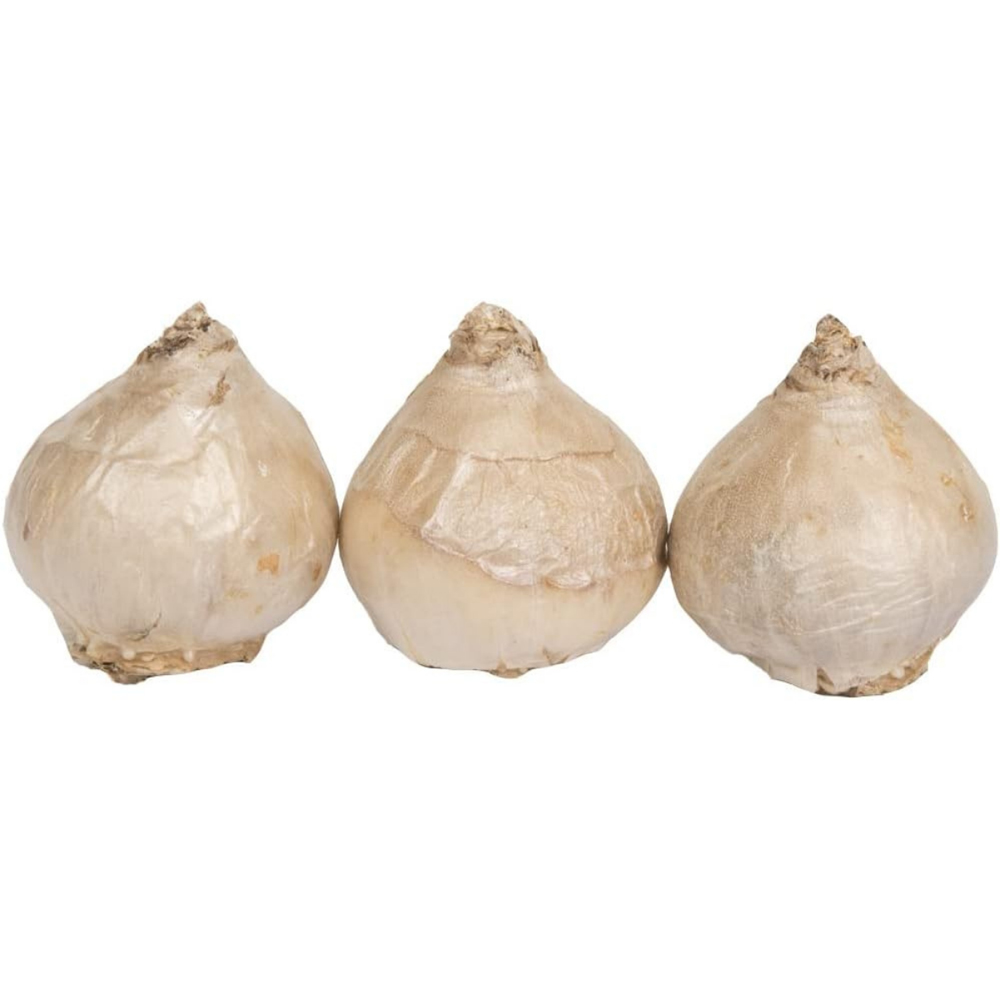 GreenBrokers Jan Bos Pink Hyacinth Planting Bulb Gift Box 3 Pack Image 4
