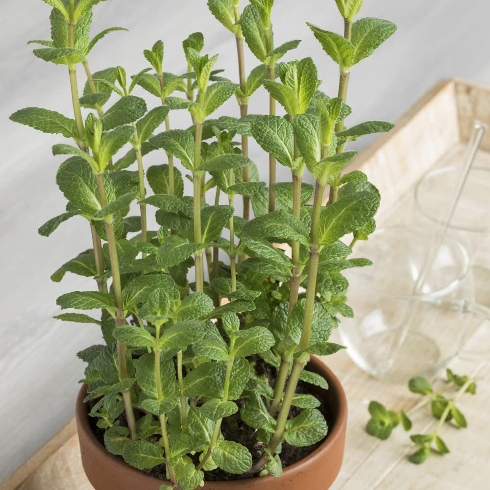 Thompson and Morgan Herb Moroccan Mint Plant Pot 1L Image 3