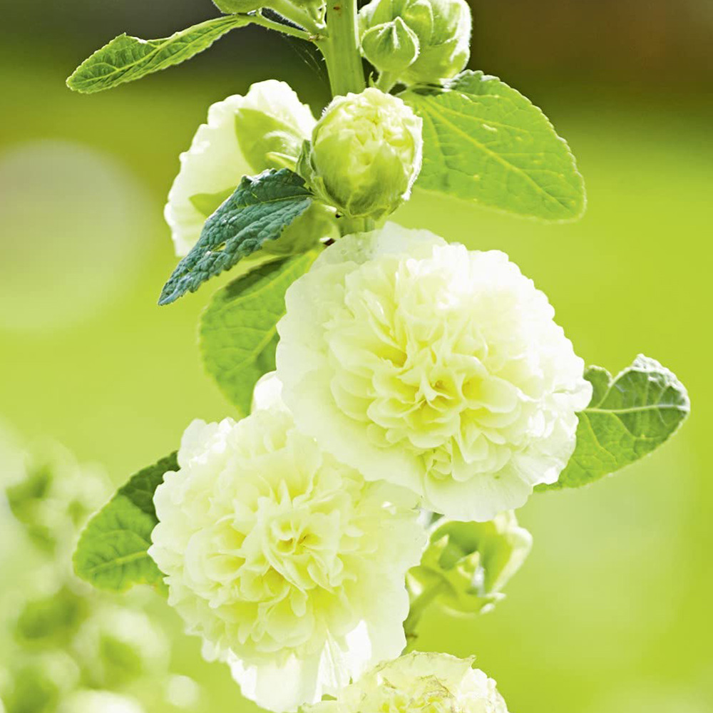 Thompson and Morgan Hollyhock Chaters Double Garden Ready Plant 30 Pack Image 2