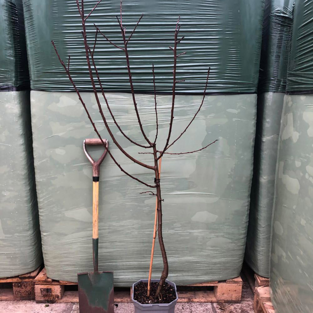 Thompson and Morgan Wonder Tree Plum Opal Plant in Pot 24cm Image 6