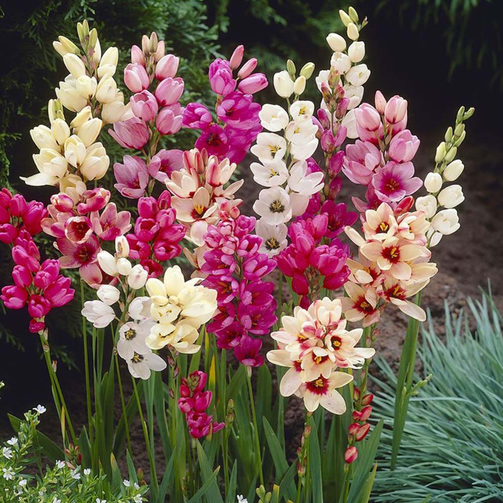 Wilko Ixia Mix 5-6cm Spring Planting Bulbs 20 Pack Image