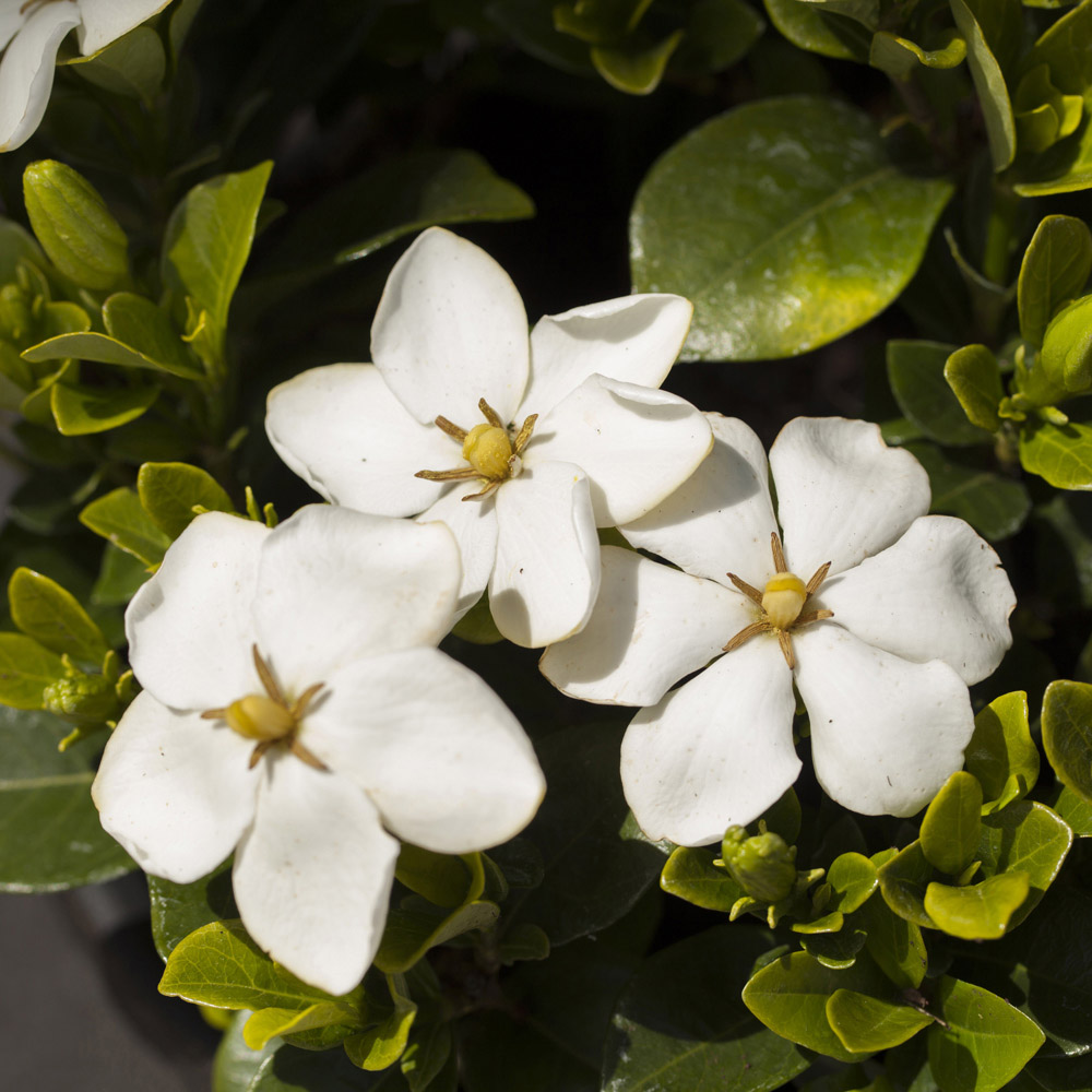 YouGarden Gardenia Kleims Hardy Plant Pot 9cm 3 Pack Image 1