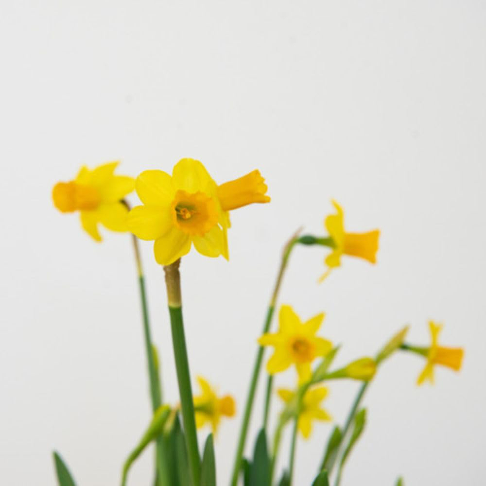 Thompson and Morgan Christmas Gift Narcissus Flower Basket 14cm Image 2