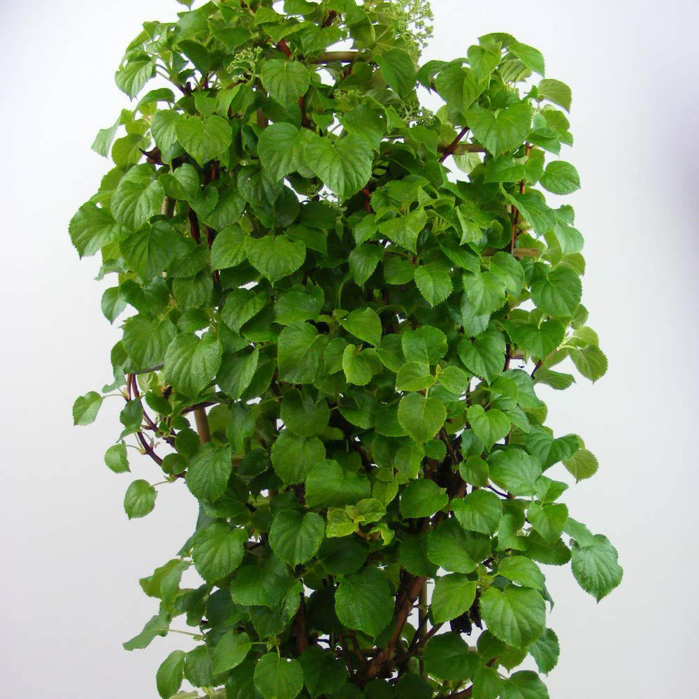 Thompson and Morgan Hydrangea Anomala Petiolaris Plant Pot 9cm Image 4
