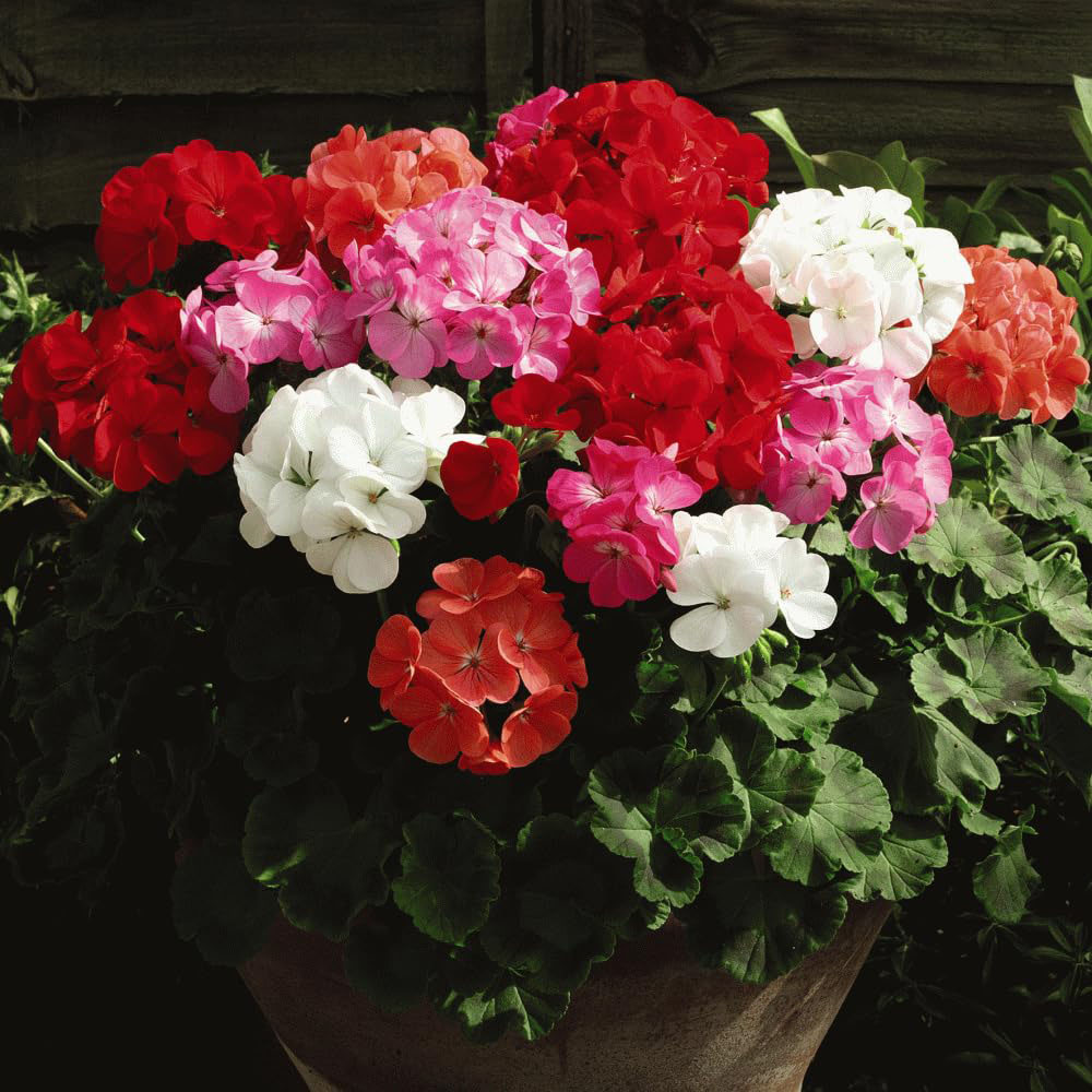 Thompson and Morgan Geranium Cabaret Mixed Garden Ready Plant 15 Pack Image 2