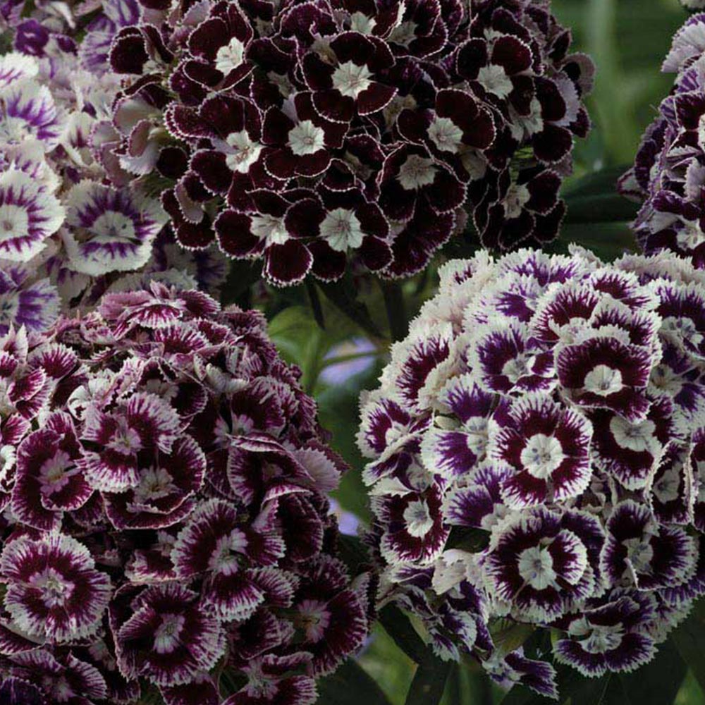 Johnsons Dianthus Hollandia Purple Crown Seeds Image 2