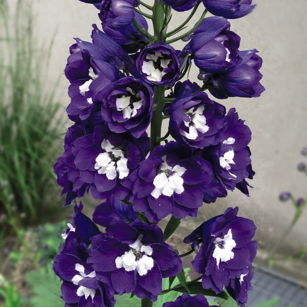 Thompson and Morgan Delphinium Magic Fountain Dark Blue White Bee Plant Pot 9cm Image 2