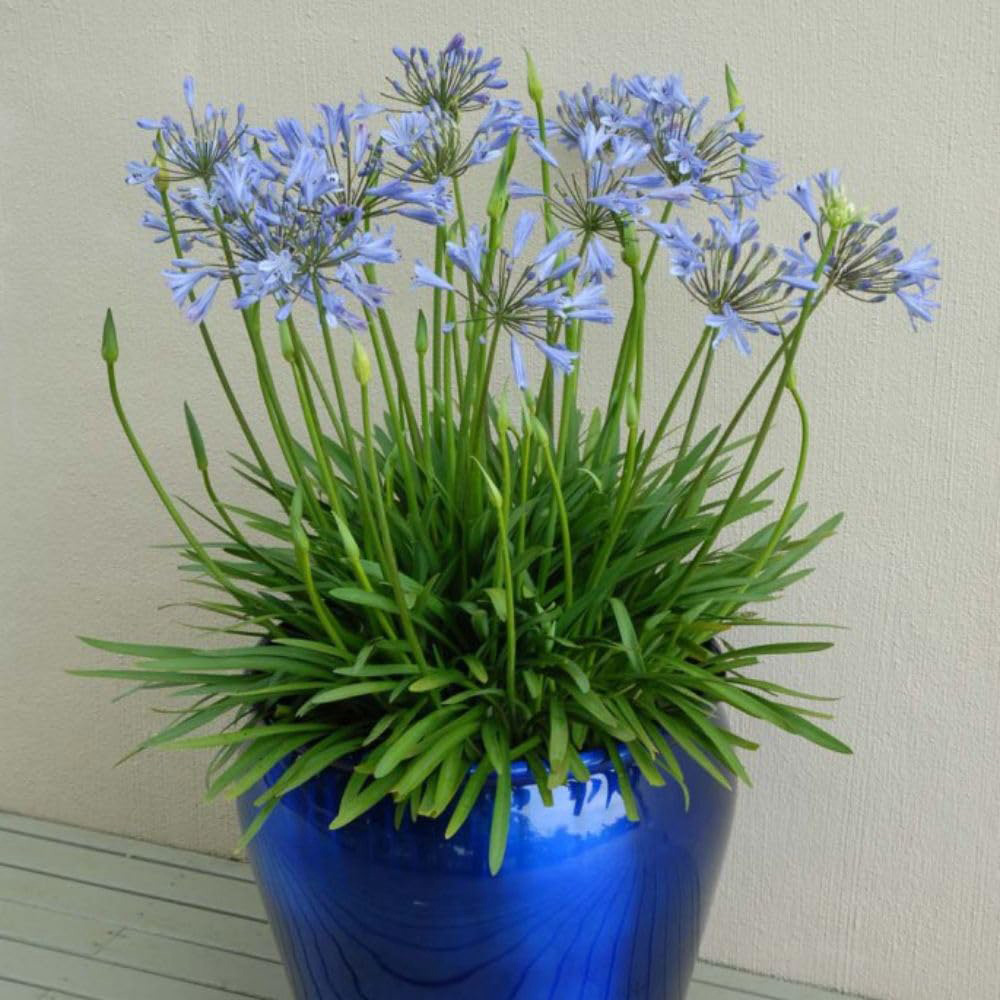Thompson and Morgan Agapanthus Blue Storm Plant Pot 9cm 2 Pack Image 6
