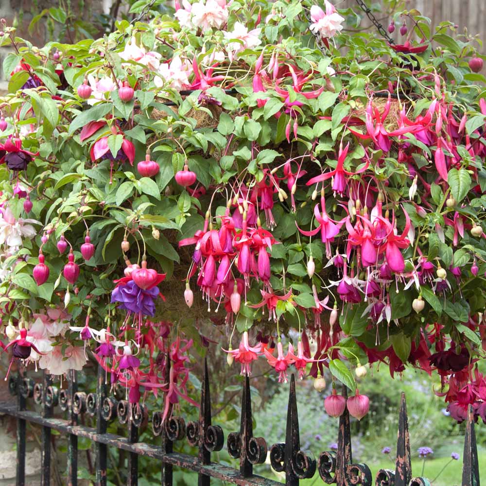 YouGarden Trailing Fuchsia Preplanted Hanging Basket 2 Pack Image 2