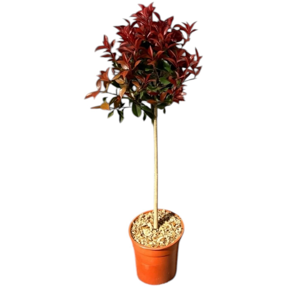 Photinia on Stem Decorative Shrub Image 2