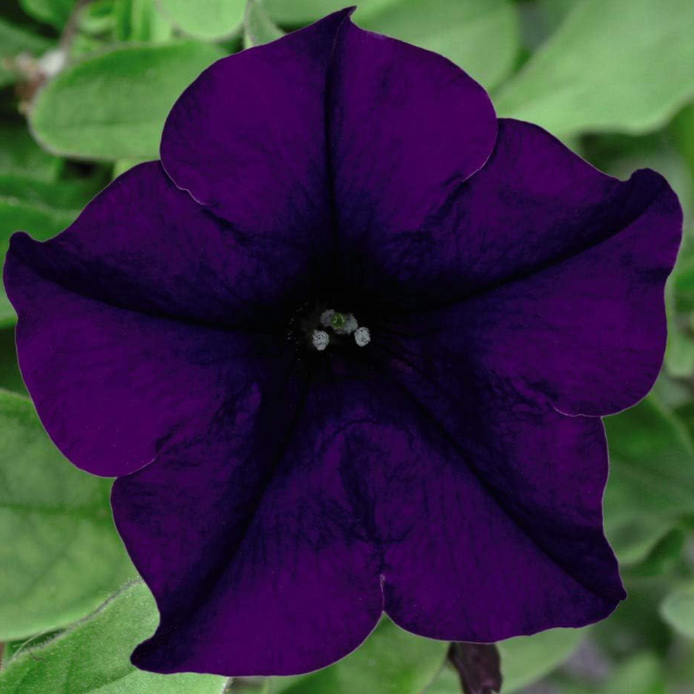 Thompson and Morgan Petunia Surfinia Mixed Postiplugs 10 Pack Image 3