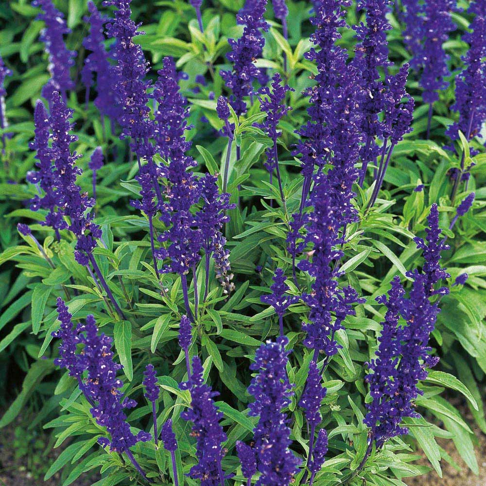 Johnsons Salvia Seeds Blue Victoria Image 1