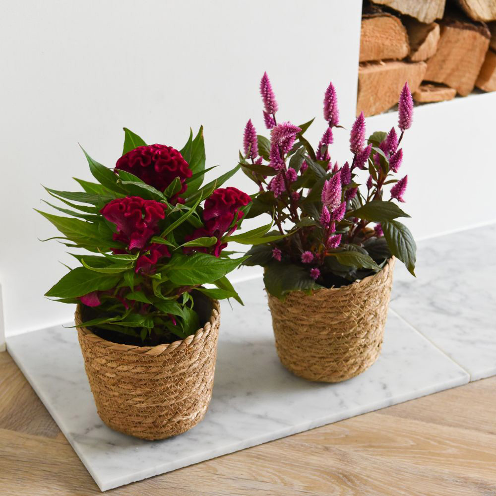 Thompson and Morgan Celosia Hot Topic Mix Potted Plant 2cm Image 5