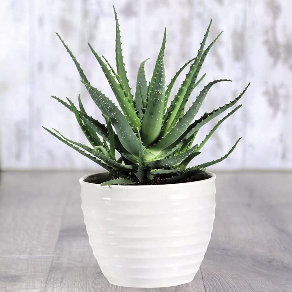 Thompson & Morgan Aloe Vera Potted Plant 2 Pack Image 1