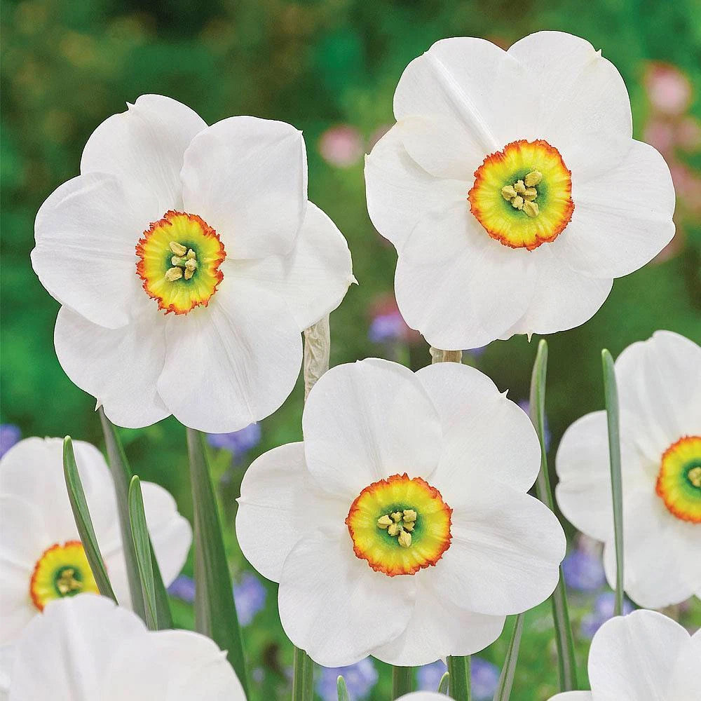 Thompson and Morgan Daffodil Sagana Spring Planting Bulb 8 Pack Image 1