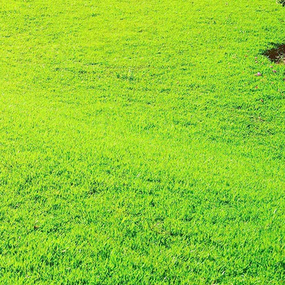 Ultimate Plus XP Grass Greening Superfood Granules 5kg Image 4