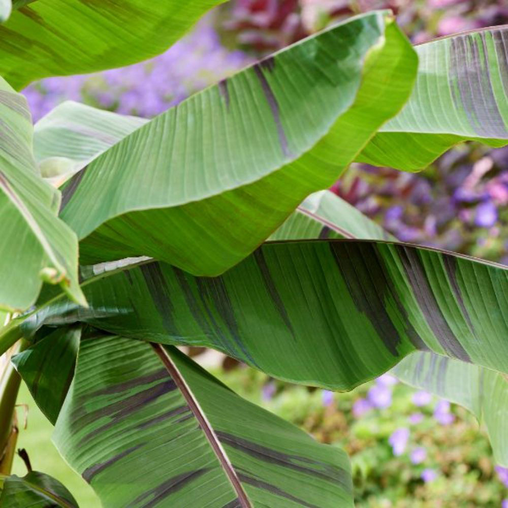 Thompson & Morgan Red Musa Hardy Banana Ever Plant Pot 9cm 2 Pack Image 1