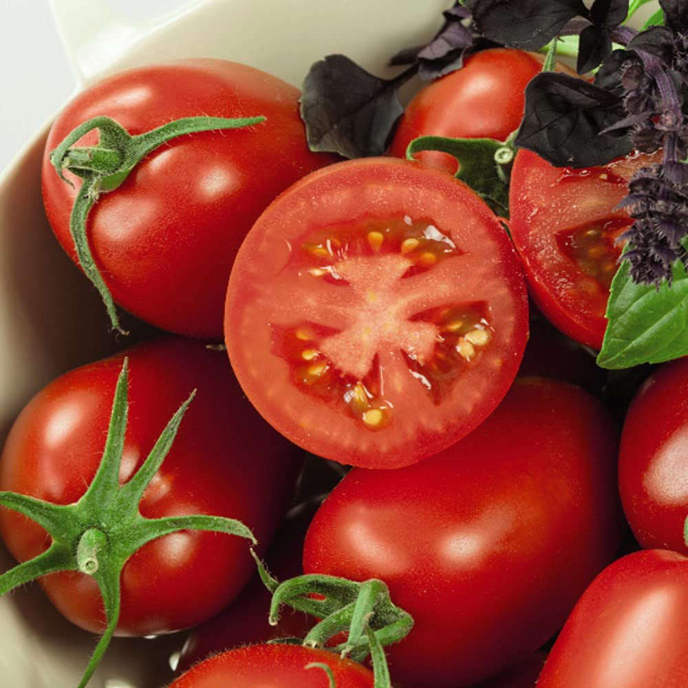 Thompson and Morgan Tomato Grafted Crimson Collection Plant Pot 9cm 4 Pack Image 5