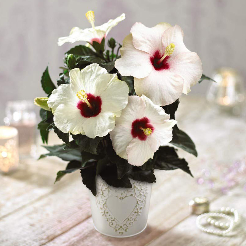 Thompson and Morgan Christmas Gift Hibiscus Adonicus Pearl Plant Pot 13cm 2 Pack Image 1