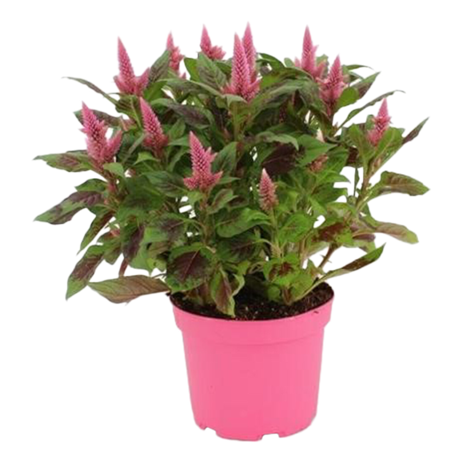Celosia Merida - Pink / 17cm Image