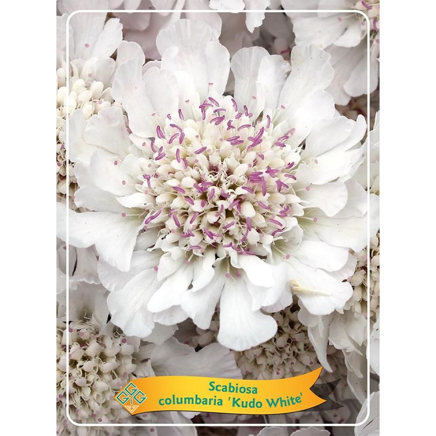 Perennial Scabiosa Mix Potted Plant Image 3